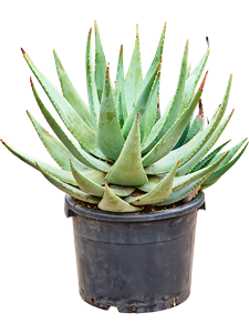 Алоэ "Comptonii" 35/70 (Nieuwkoop Europe) 40773