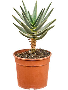 Алоэ дихотомическое (Колчанное дерево) 17/30 (Nieuwkoop Europe) 40774