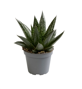 Алоэ дихотомическое (Колчанное дерево) "Due" 6/10 (Nieuwkoop Europe) 40775