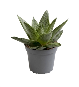 Алоэ дихотомическое (Колчанное дерево) "Tiga" 6/10 (Nieuwkoop Europe) 40776