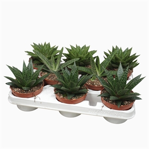 Алоэ/хавортия микс (Nieuwkoop Europe) 40778