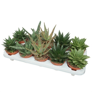 Алоэ/хавортия микс 10/15 (Nieuwkoop Europe) 40779