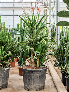 Алоэ "Red Safari" 70/195 (Nieuwkoop Europe) 40787