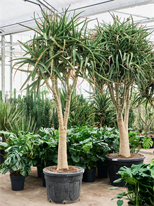 Алоэ тонгаенсис "Medusa" 75/300 (Nieuwkoop Europe) 40789