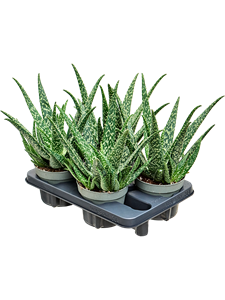 Алоэ "Tropical" 14/40 (Nieuwkoop Europe) 40790