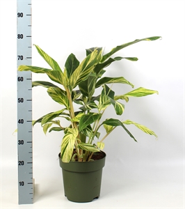 Альпиния церумбет (альпиния пониклая) "Variegata" 24/80 (Nieuwkoop Europe) 40794