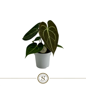 Антуриум кларинервиум (антуриум жильчатый) 7/25 (Nieuwkoop Europe) 40801