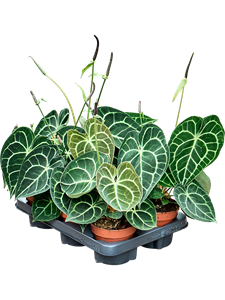 Антуриум хрустальный (кристаллинум) 12/30 (Nieuwkoop Europe) 40804