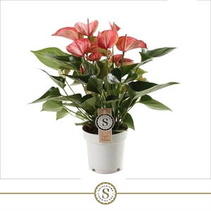 Антуриум "Livium Red" 14/50 (Nieuwkoop Europe) 40809