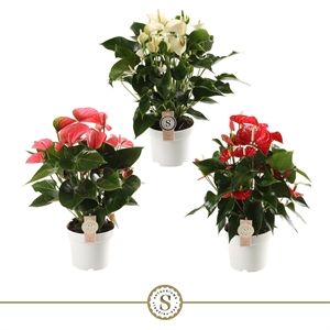 Антуриум микс 3 цвета 17/60 (Nieuwkoop Europe) 40822