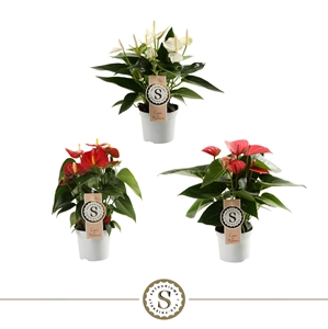 Антуриум микс 3 цвета 9/30 (Nieuwkoop Europe) 40824