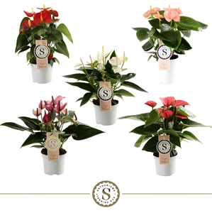 Антуриум микс 5 цветов 9/30 (Nieuwkoop Europe) 40828