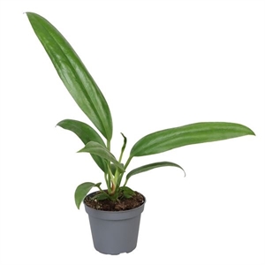 Антуриум 6/13 (Nieuwkoop Europe) 40835