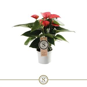 Антуриум "Pink Champion" розовый 9/30 (Nieuwkoop Europe) 40836