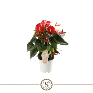 Антуриум "Red Champion" красный 12/40 (Nieuwkoop Europe) 40844