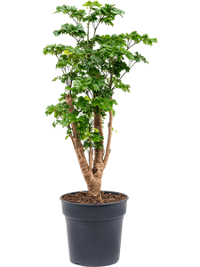 Аралия (полисциас) "Roble" 24/90 (Nieuwkoop Europe) 40851