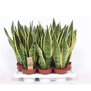 Сансевиерия Лауренти 12/40 (GL), 38119 38119