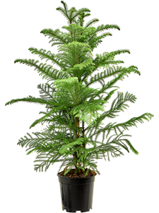 Араукария разнолистная (гетерофилла) 21/100 (Nieuwkoop Europe) 40857