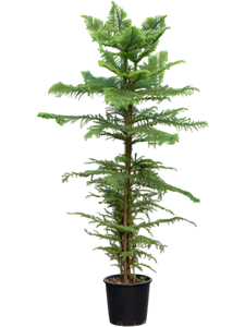 Араукария разнолистная (гетерофилла) (Nieuwkoop Europe) 40858