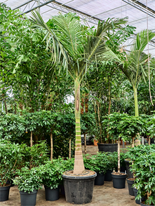 Архонтофеникс Александры 65/375 (Nieuwkoop Europe) 40860