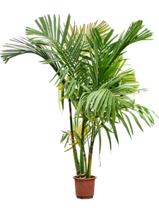 Арека катеху (бетелевая пальма) 5 стволов 30/220 (Nieuwkoop Europe) 40862