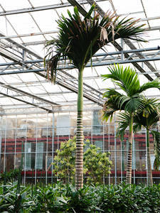 Арека катеху (бетелевая пальма) "Dwarf" 88/575 (Nieuwkoop Europe) 40863