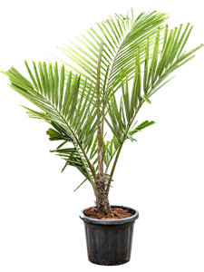 Аренга Энглера 40/180 (Nieuwkoop Europe) 40864