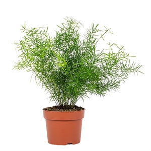 Аспарагус денсифлорус (спаржа густоцветковая) "Sprengeri" 12/30 (Nieuwkoop Europe) 40867