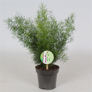 Аспарагус денсифлорус (спаржа густоцветковая) "Sprengeri" 12/35 (Nieuwkoop Europe) 40868