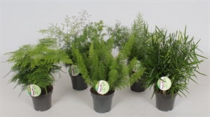 Аспарагус (спаржа) микс 12/35 (Nieuwkoop Europe) 40870