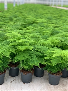 Аспарагус перистый (спаржа щетинковидная) "Plumosus" 12/35 (Nieuwkoop Europe) 40872