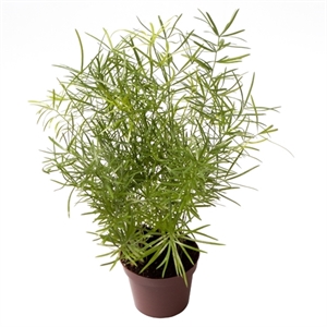 Аспарагус Шпренгера (спаржа густоцветковая) 6/15 (Nieuwkoop Europe) 40873