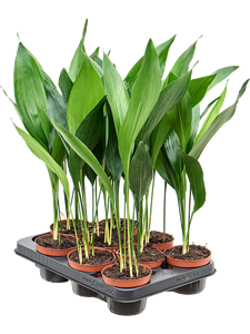 Аспидистра высокая (аспидистра элатиор) 11/40 (Nieuwkoop Europe) 40874
