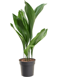 Аспидистра высокая (аспидистра элатиор) 19/80 (Nieuwkoop Europe) 40875