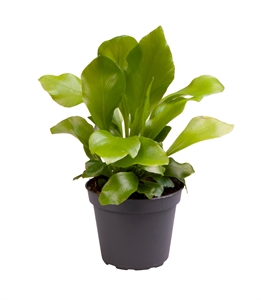 Асплениум нидус (костенец гнездовой) 6/15 (Nieuwkoop Europe) 40878