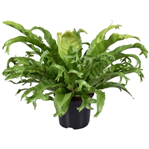 Асплениум нидус (костенец гнездовой) "Crissie" 23/55 (Nieuwkoop Europe) 40881