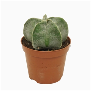 Астрофитум многорыльцевый (астрофитум мириостигма) 8/12 (Nieuwkoop Europe) 40882