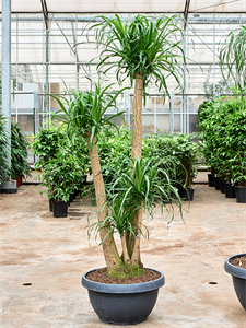 Нолина рекурвата (бокарнея отогнутая) (Nieuwkoop Europe) 40893