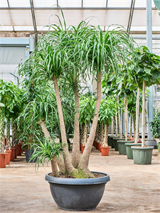 Нолина рекурвата (бокарнея отогнутая) 60/200 (Nieuwkoop Europe) 40894