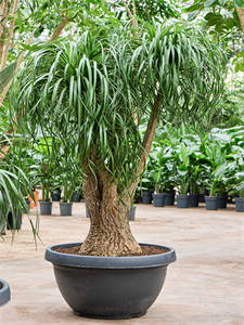 Нолина рекурвата (бокарнея отогнутая) 100/180 (Nieuwkoop Europe) 40895