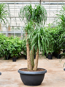 Нолина рекурвата (бокарнея отогнутая) 70/210 (Nieuwkoop Europe) 40896