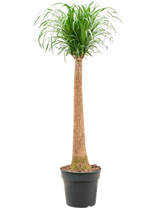 Нолина рекурвата (бокарнея отогнутая) 30/130 (Nieuwkoop Europe) 40899