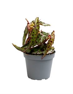 Бегония амфиоксус 6/12 (Nieuwkoop Europe) 40903