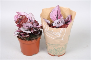 Бегония "Beleaf Indian Summer" 9/15 (Nieuwkoop Europe) 40918