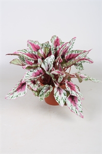 Бегония "Beleaf Maui Sunset" 12/22 (Nieuwkoop Europe) 40923