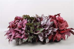 Бегония "Beleaf" микс 12/22 (Nieuwkoop Europe) 40925