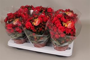 Бегония высокая (бегония элатиор) "Grace" красная 14/35 (Nieuwkoop Europe) 40928