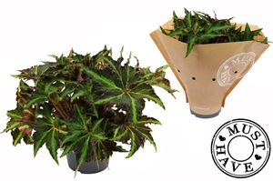 Бегония "Magic Colours Lion Dance" 17/35 (Nieuwkoop Europe) 40937