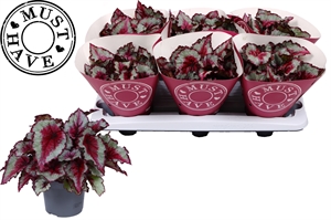 Бегония королевская (бегония рекс) "Caribbean Night" 13/25 (Nieuwkoop Europe) 40944