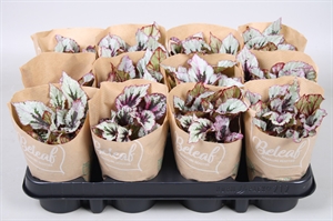 Бегония Блад "Beleaf" микс 9/12 (Nieuwkoop Europe) 40958